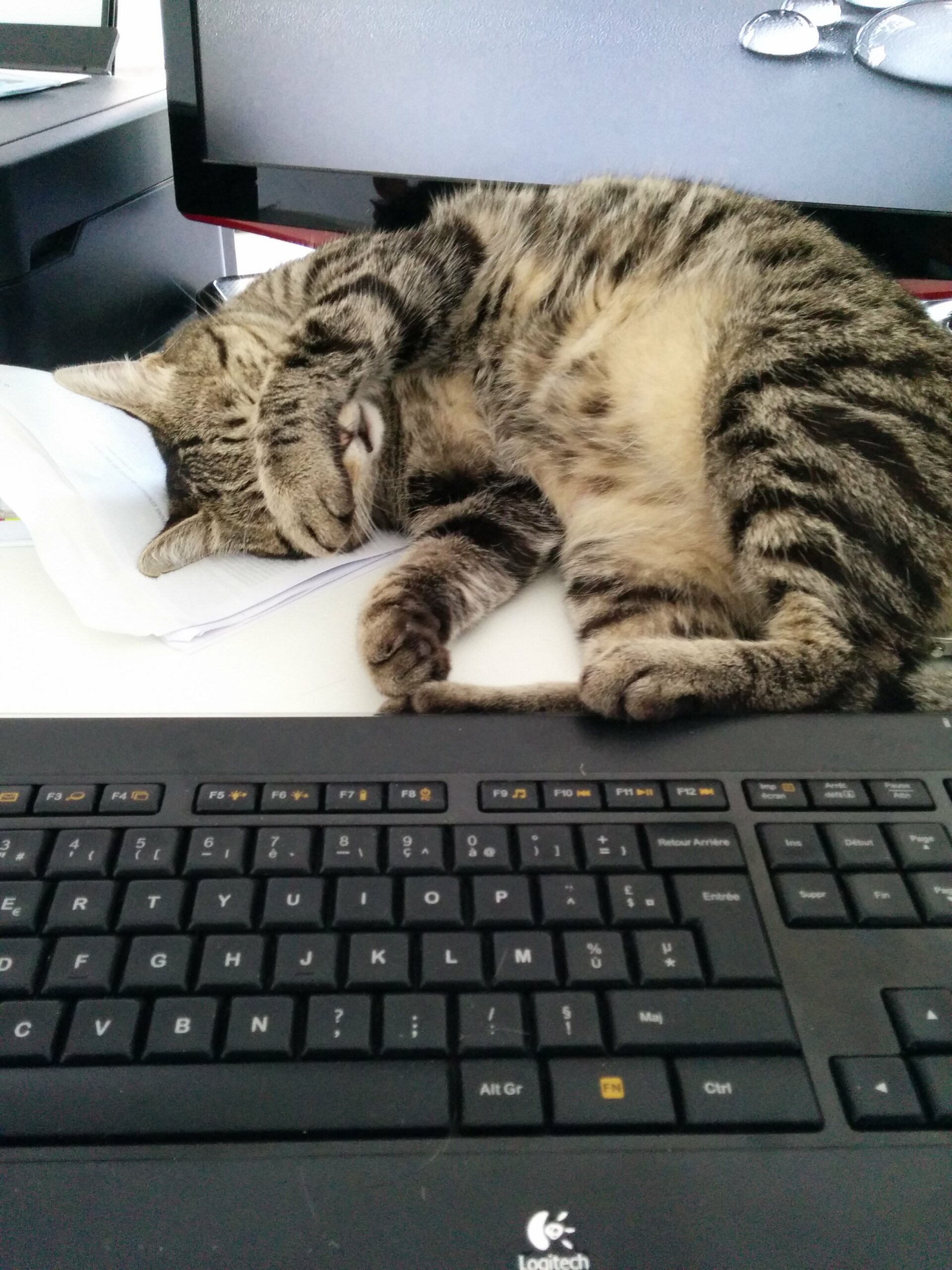 Nouveaux Outils de Communication pour l’Association « Les Chats de la Serane »