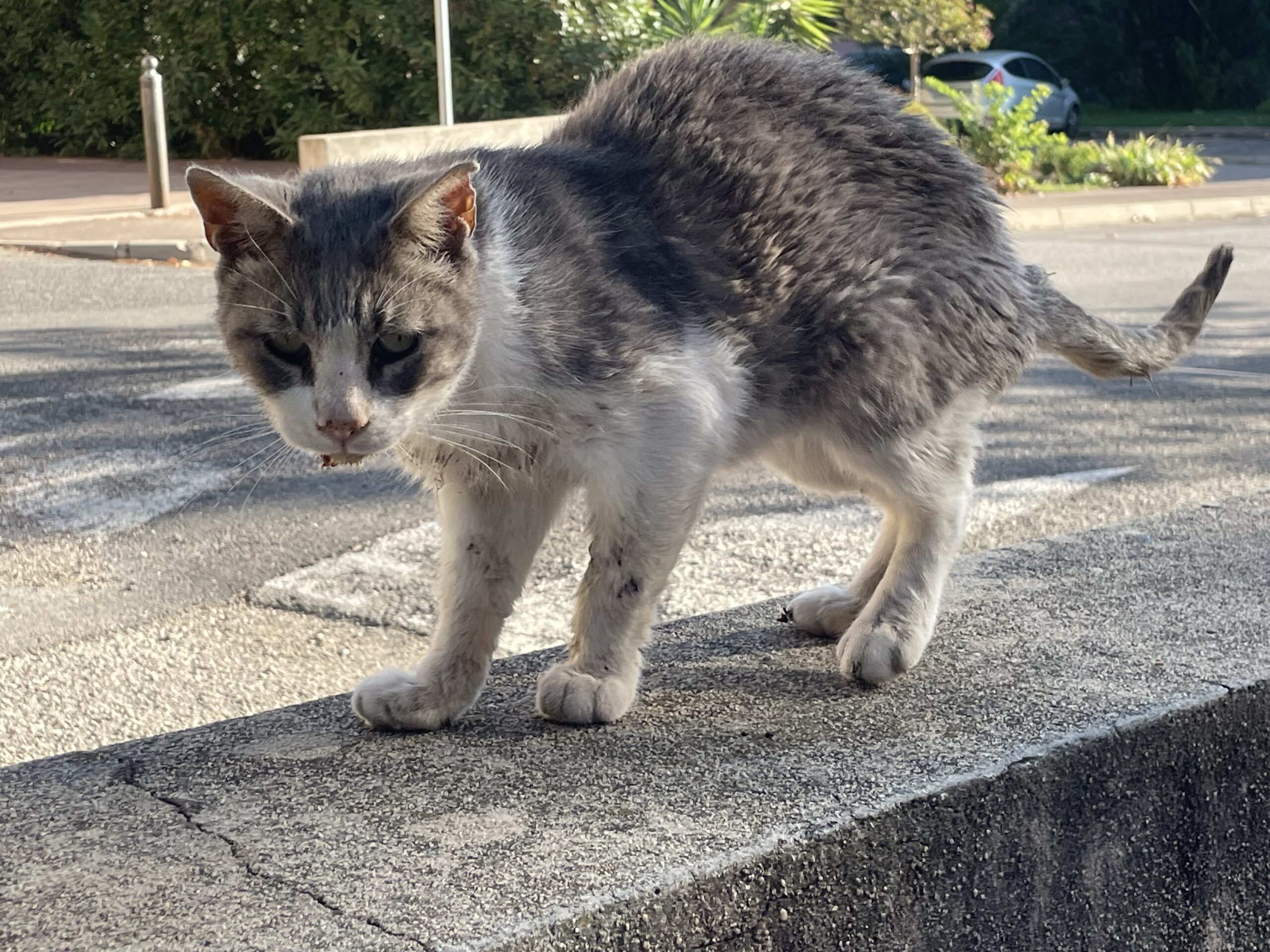 Soins Prévus pour un Chat Bicolore Blanc et Gris