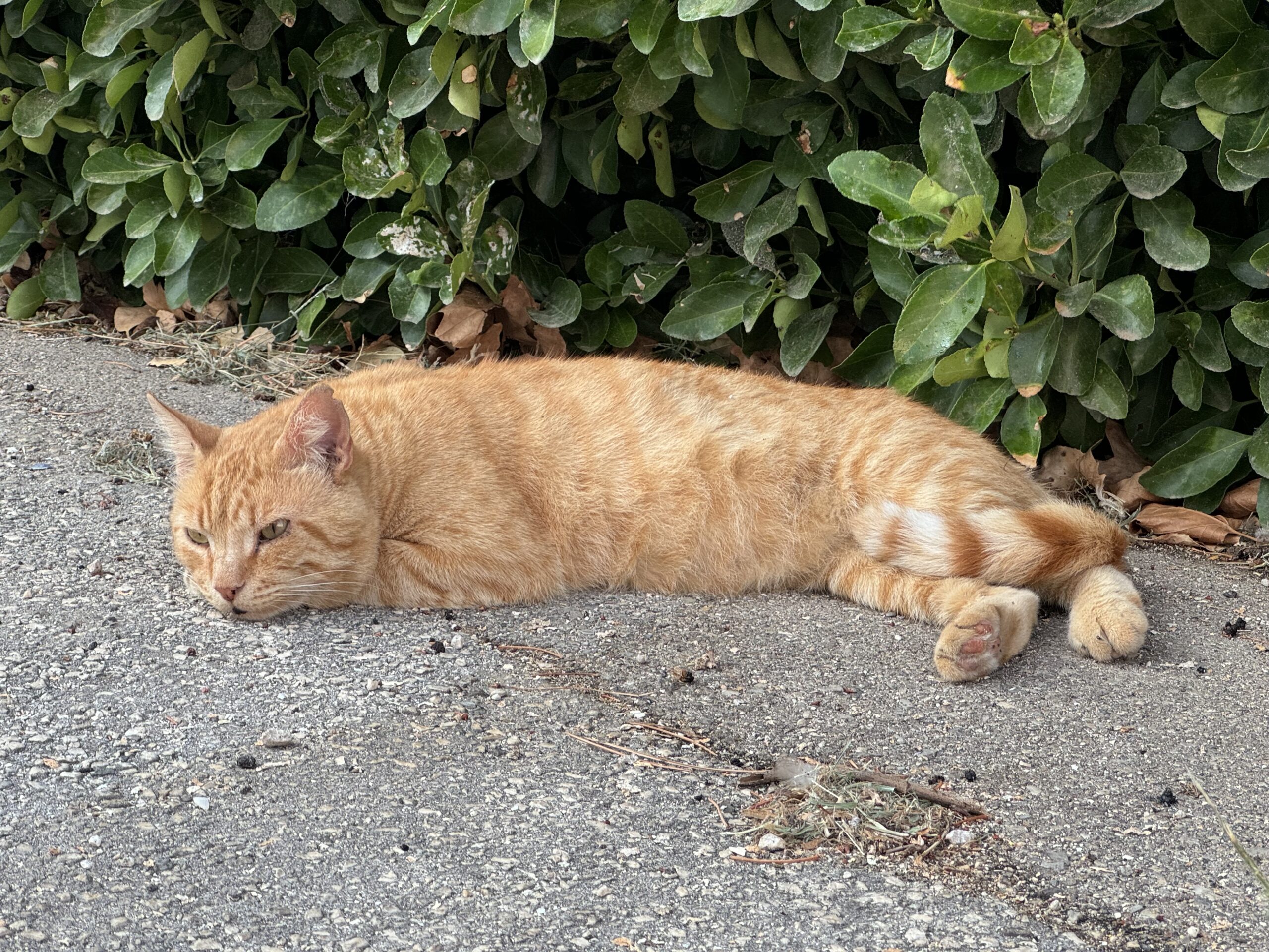 Mise à jour du trombinoscope : découvrez les nouvelles fiches de nos chats de la Serane !