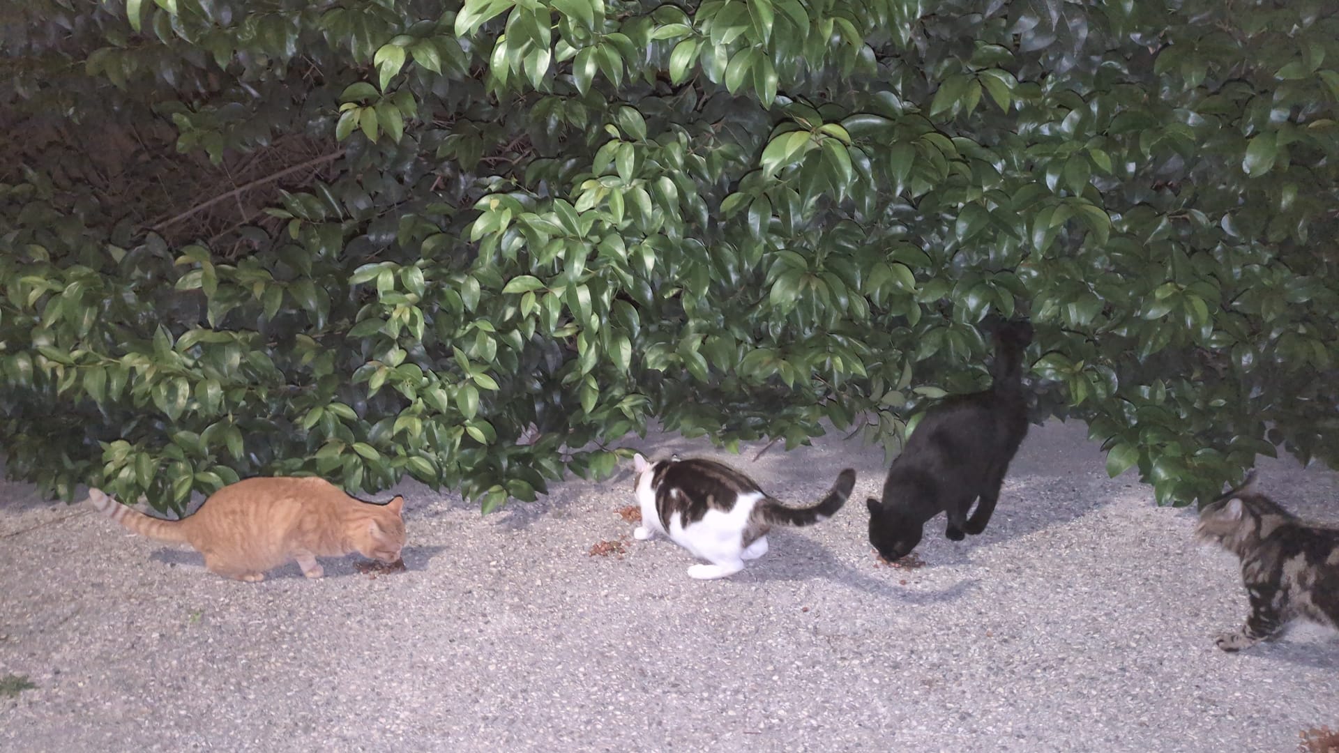 Formation au Nourrissage des Chats : Partage des Tâches en Cas d’Absence