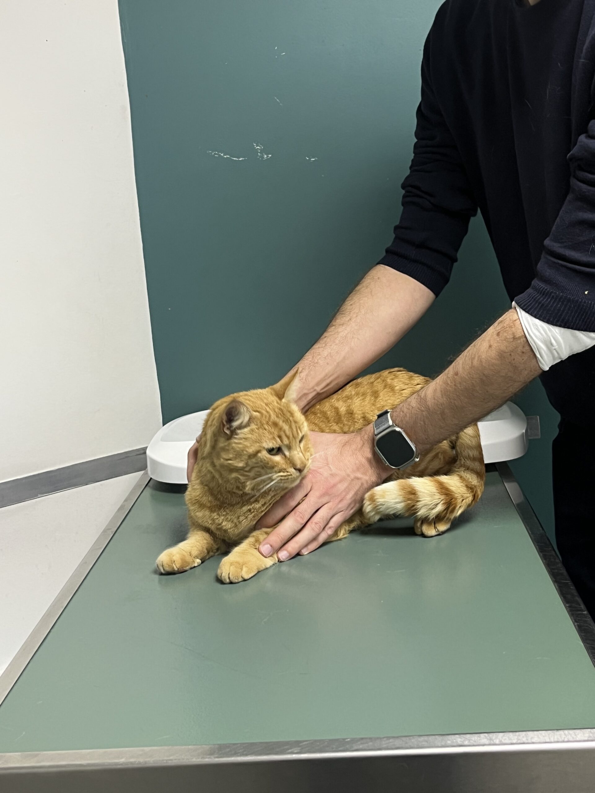Une visite chez le vétérinaire avec Pirate