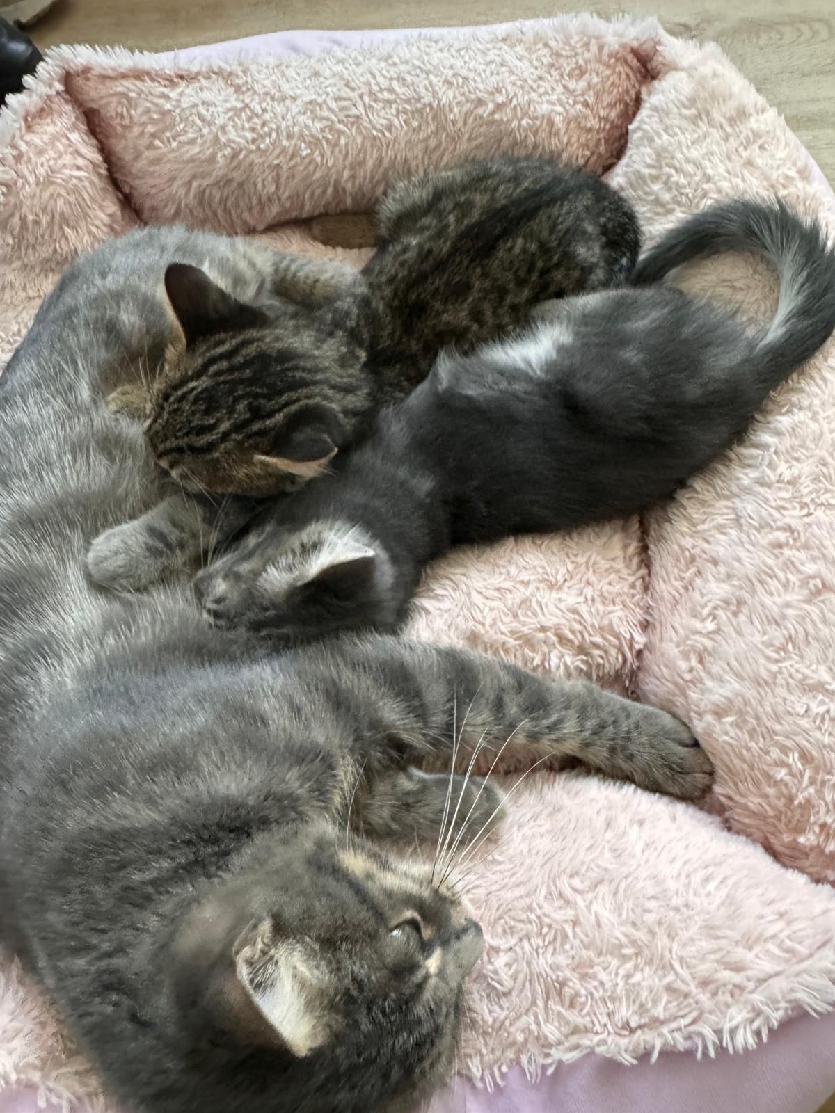 Appel à solidarité pour une famille de chats abandonnés