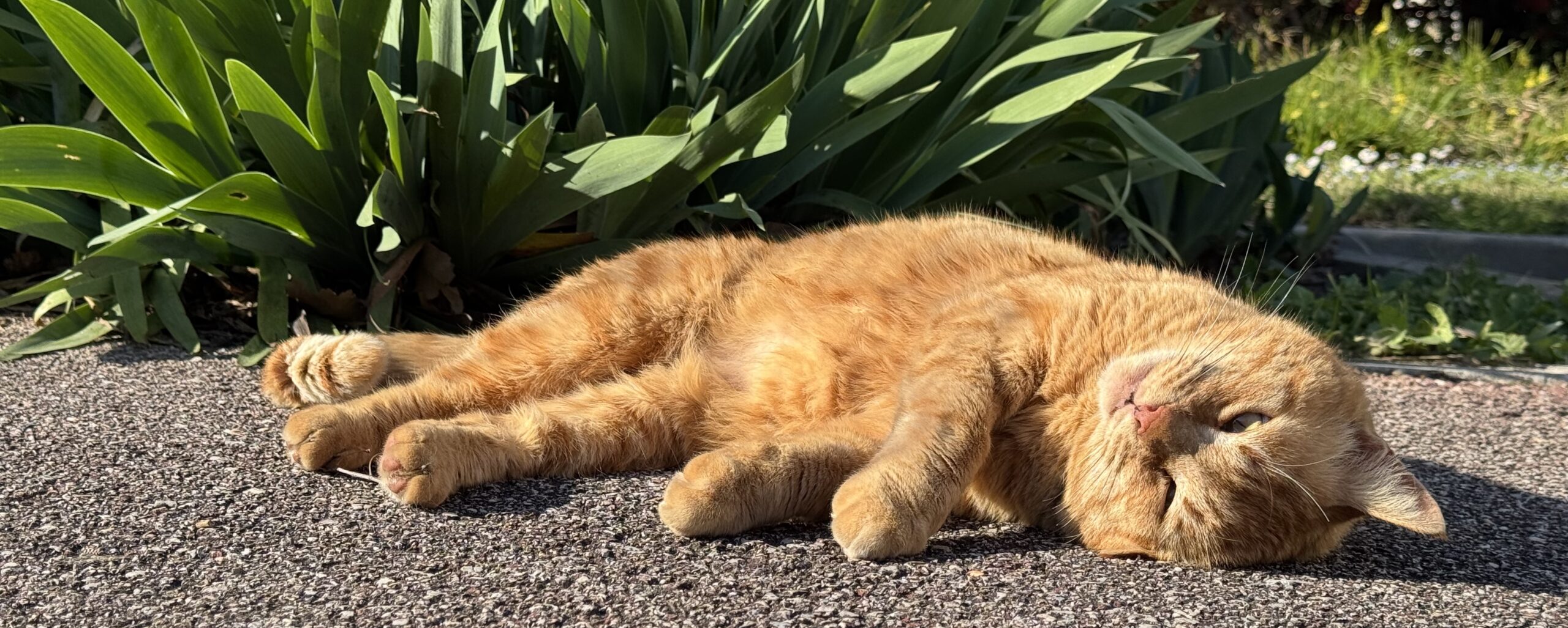 Pirate, notre mascotte